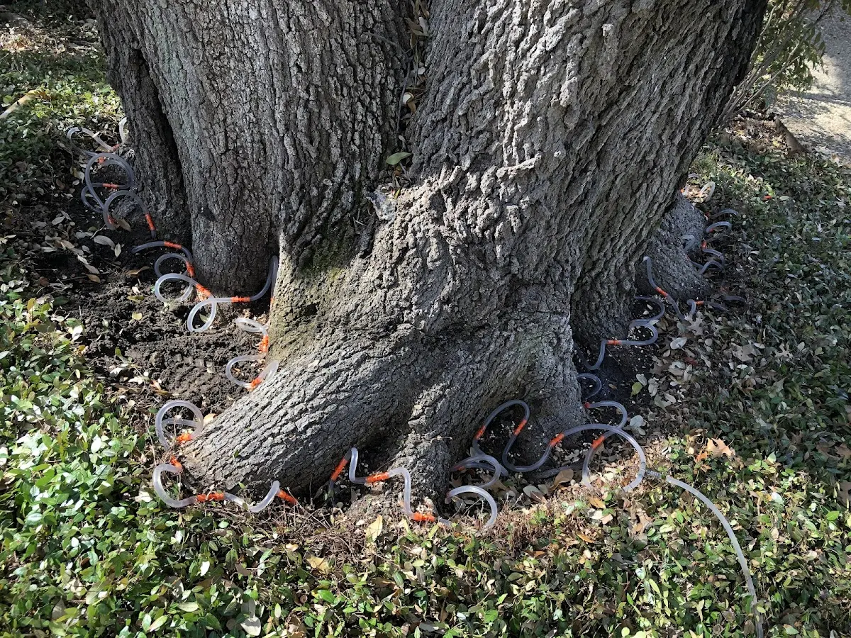 Detailed Tree Cabling and Bracing job site in Birds Landing