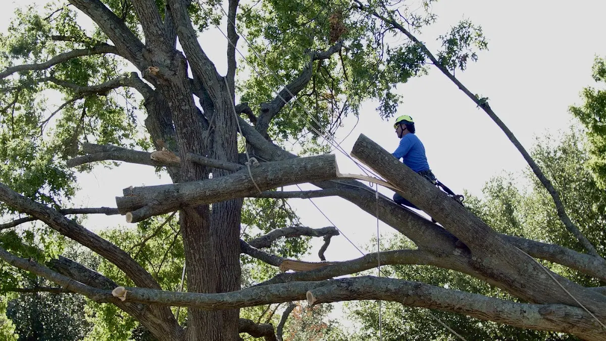 Professional Crown Thinning performed by certified arborists in Birds Landing