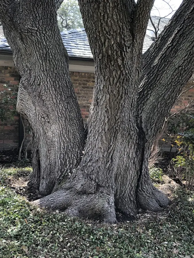 Mature heritage tree close to a Birds Landing property cared for by certified arborists