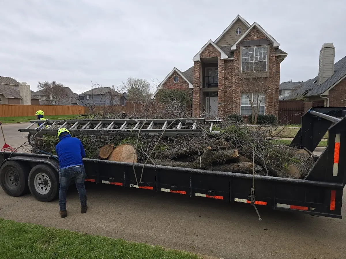 Expert Tree Removal with proper safety equipment in Birds Landing